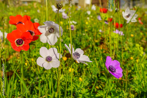 Colorful Anemone wildflowers, Upper Galilee