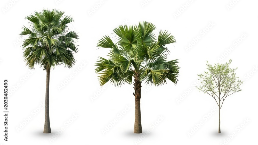 Fototapeta premium Three diverse palm trees