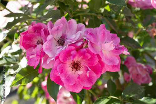薔薇　花の名前は  ピンク アイスバーグ