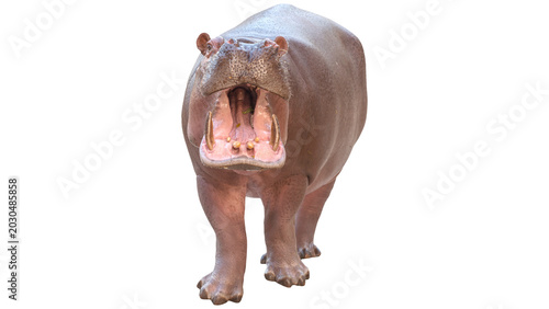 Foto hippopotamus looking at camera, safari concept, hippopotamus PNG, on Transparent