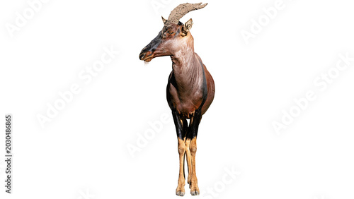 Photography topi, deer, png, antelope PNG, on Transparent background