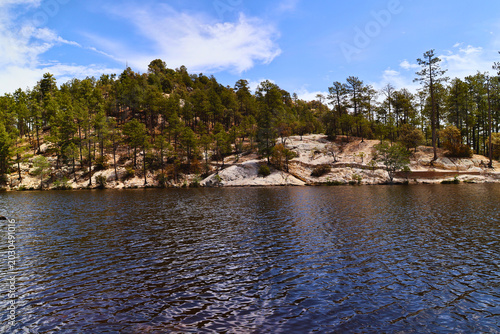 Serene Pine-Filled Lakeshore
