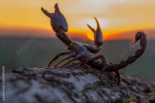 Bild auf Leinwand Scorpion with raised claws and stinger at sunset close-up macro photography wild
