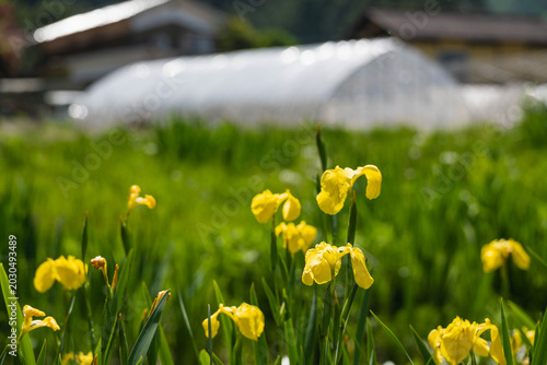 初夏の農園に咲く鮮やかな黄色いキショウブの花