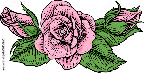 Fotografi A rose flower woodcut illustration in a vintage engraved etching woodcut style