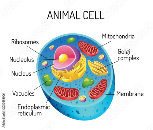 Schilderij op canvas Animal cell anatomy infographics with detailed educative diagram and labelled el