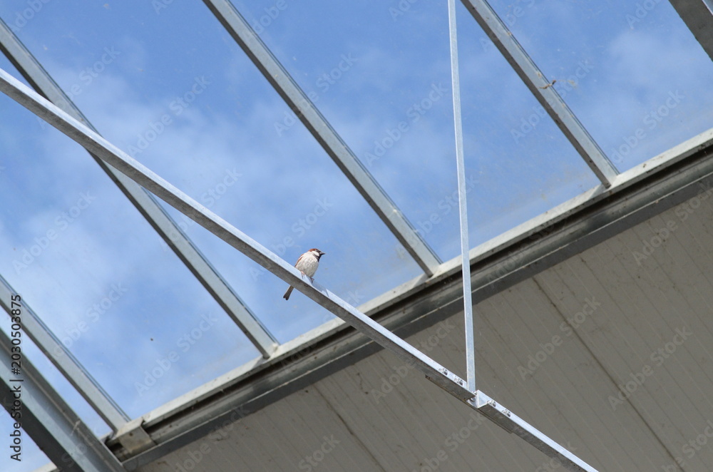 Fototapeta premium Male House Sparrow (Passer domesticus) Indoor glass structure Greenhouse