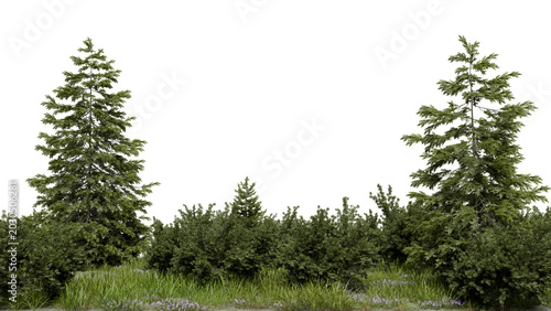 Foto Tall trees stand alongside dense bushes in a natural setting