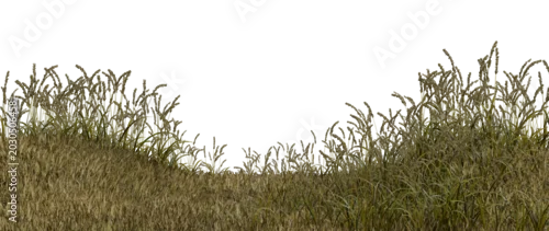 Panel kuchenny z motywem Tall grass covers a small hill. The grass is healthy and green, stretching towards a bright sky. The scene captures a simple moment in nature during a sunny day. 3d render