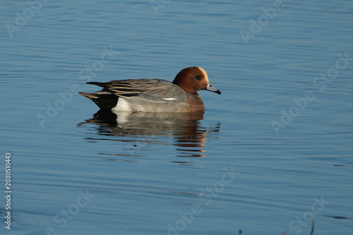 Картината върху платно Male Eurasian Wigeon Swimming in the Water at WWT Welney Wetland Centre