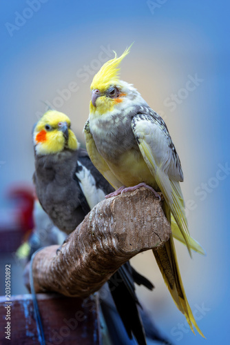 domestic tame pair of beautiful cockatiels together