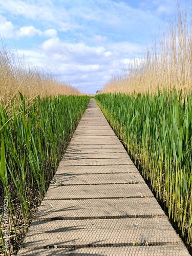 Wooden Boardwalk Through Tall Reeds Leading to Remote Black Cabin in Wetland Landscape