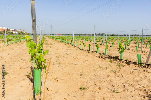 Fotografía Modern viticulture and sustainable agricultural development: Young vineyard plantation cultivated on an industrialized trellis system protected with green plastic tubes
