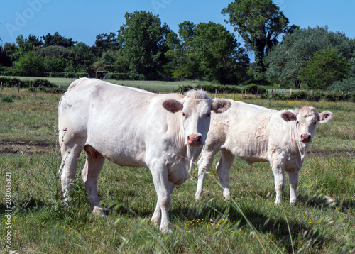 Two white cows graze in an open pasture surrounded by trees and bright sun