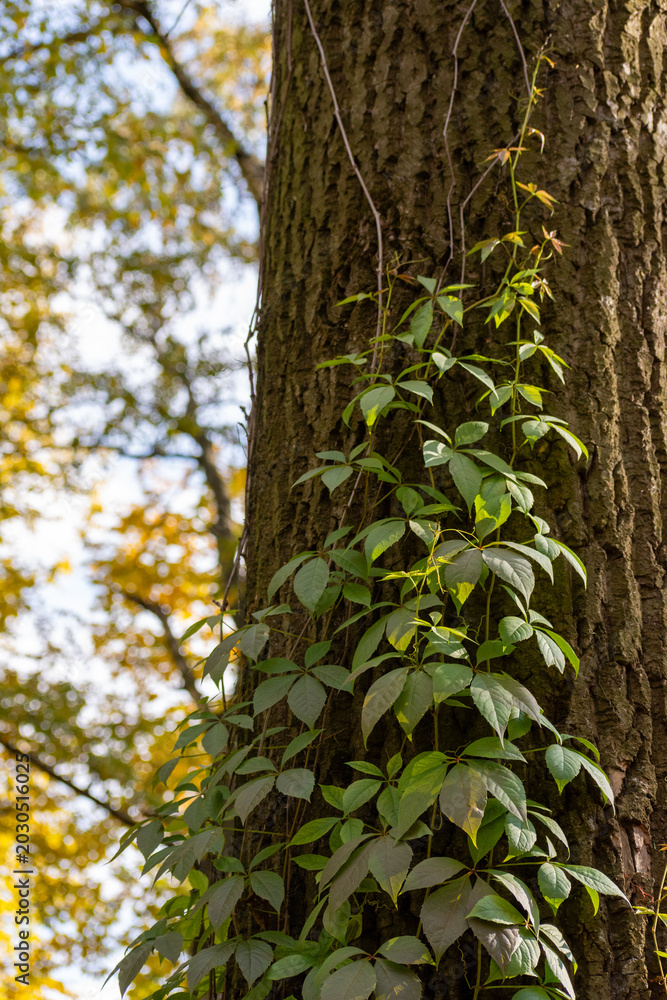 Fototapeta premium Green vine climbing up on rough textured tree trunk in forest. Wild plant growth on bark in autumn park. Botanical nature background, ecology and environmental organic life concept.
