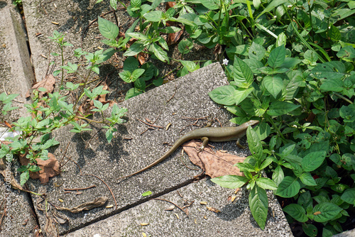 Slika na platnu A high-angle photo of a sun lizard basking on a rough-textured concrete paving block