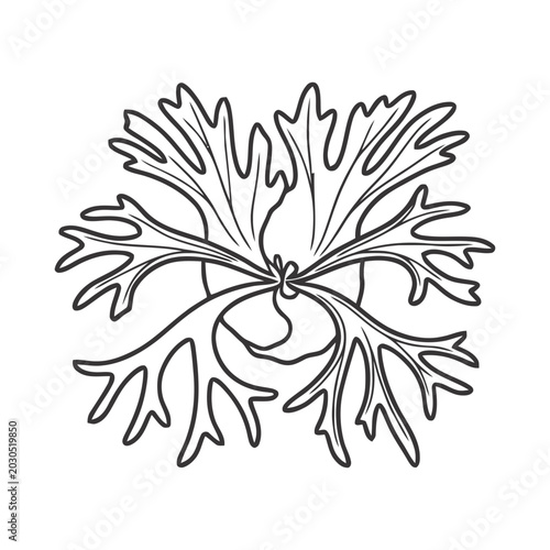 Staghorn fern leaf Outline Illustration