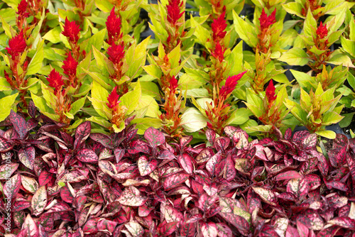 Fotografía A background of natural red flowers: Celosia paniculata and Iresine