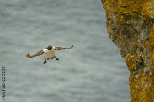 Photography Common murre, Uria aalge on Stora Karlsö, Gotland, Sweden