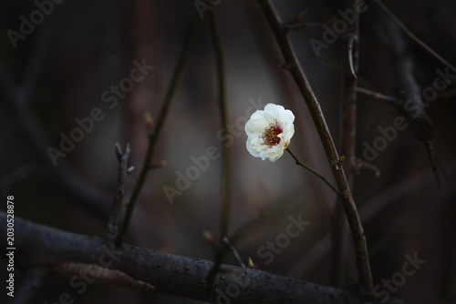 Foto Beautiful white plum blossom flower on branch with dark moody background