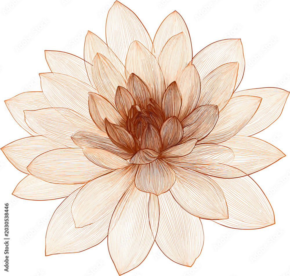 Fototapeta premium Top view of single lotus flower, hand drawn graphic illustration