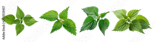 Fotografija Various fresh green nettle plants with their characteristic stinging leaves, isolated on a transparent background