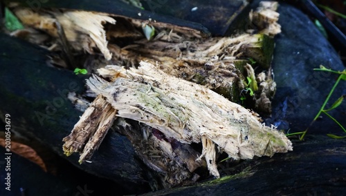 close-up of weathered and cracked wood with a fibrous texture and dark spots, indicating natural decay and organic debris.