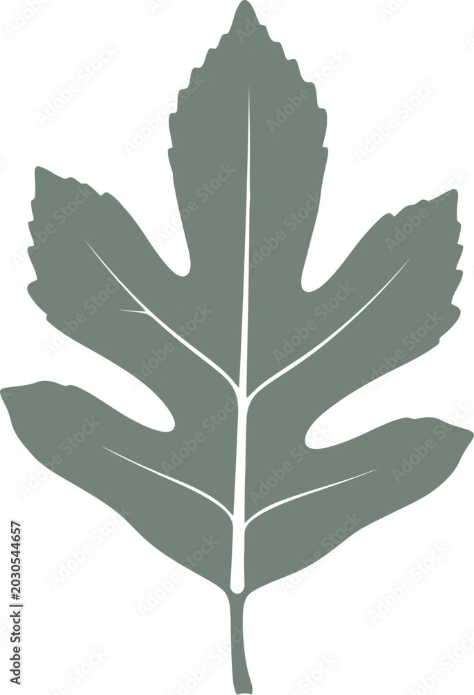 Fototapeta premium Deeply lobed hawthorn leaf figure with visible veins vector can be editable