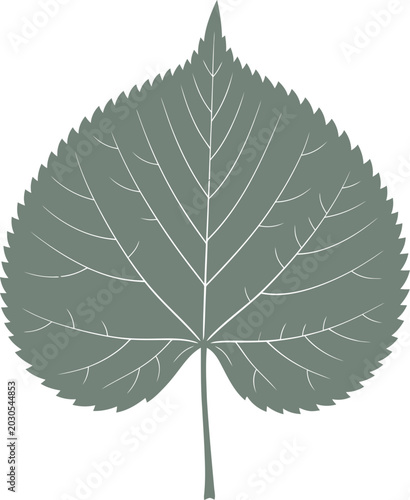 Linden leaf silhouette with a broad heart shape and veins vector can be editable