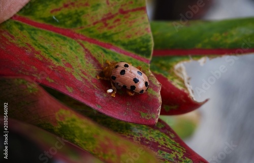 Chrysomelidae, cute pink ladybugs with black spots. Perched on leaves