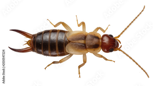 Tableau sur toile Brown earwig insect with segmented body and pincers, isolated on transparent bac