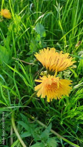 Löwenzahn mit doppelter Blüte an einem Stiel
Dandelion with a double bloom on one stem