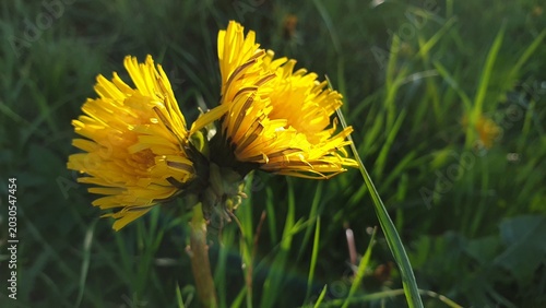 Photos Löwenzahn mit doppelter Blüte an einem Stiel
Dandelion with a double bloom on on