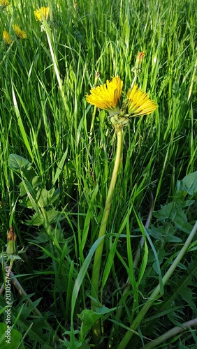 Löwenzahn mit doppelter Blüte an einem Stiel
Dandelion with a double bloom on one stem