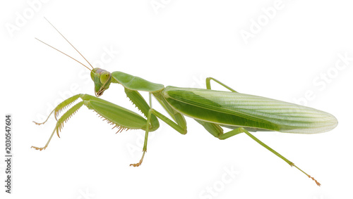 Cuadro en lienzo Green praying mantis insect with long antennae, isolated on transparent backgrou