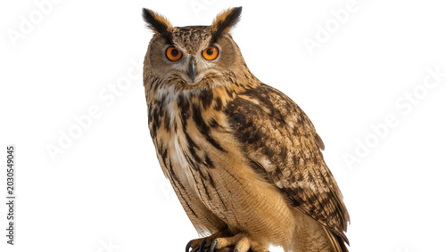 Canvas Print Majestic Eurasian eagle-owl with piercing orange eyes, isolated on transparent b