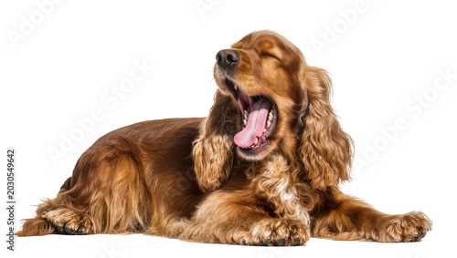 Quadro su tela Brown cocker spaniel dog yawning widely, isolated on transparent background