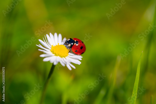 Cuadro en lienzo Lady bug (Coccinellidae) is a popular small beetle
