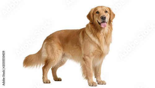 Photos Golden Retriever dog standing attentively, isolated on transparent background