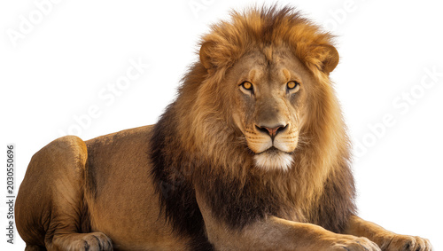 Canvas Print Majestic male lion with full mane resting peacefully, isolated on transparent ba