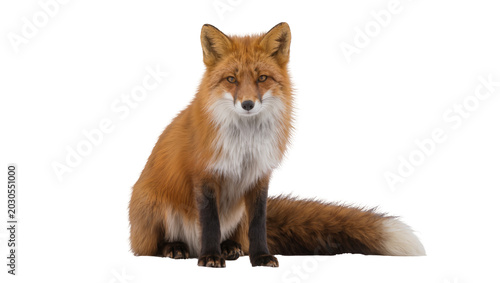 Slika na platnu Red fox with bushy tail sitting, isolated on transparent background