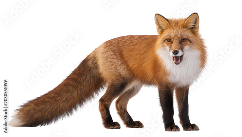 Quadro em tela Red fox with open mouth and bushy tail, isolated on transparent background