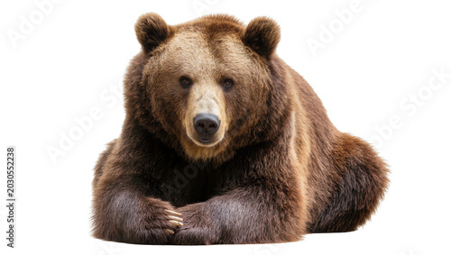 Foto Brown grizzly bear lying down, isolated on transparent background