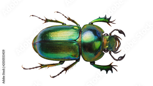 Foto Iridescent green scarab beetle with segmented legs, isolated on transparent back