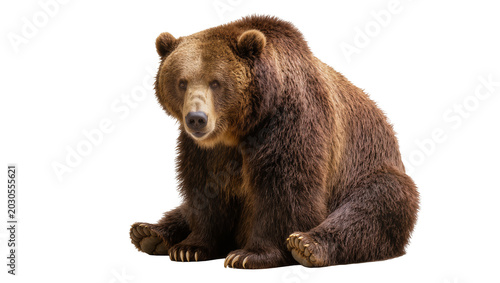 Photos Brown grizzly bear sitting, isolated on transparent background