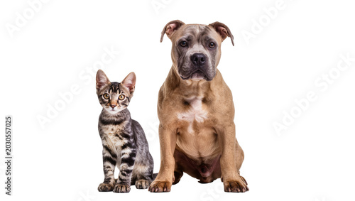 Foto Tabby kitten and tan pitbull dog sitting together, isolated on transparent backg
