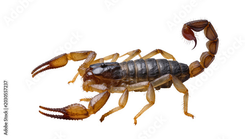 Foto Brown scorpion with segmented tail and pincers, isolated on transparent backgrou