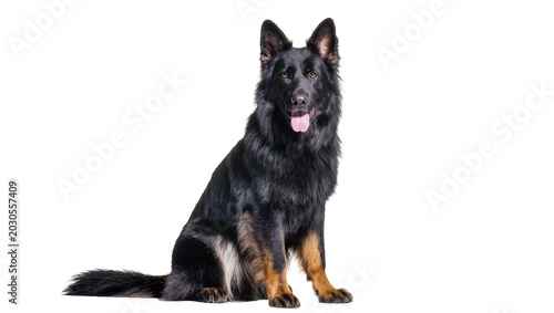 Tableau sur toile Long-haired black and tan German Shepherd dog sitting attentively, isolated on t