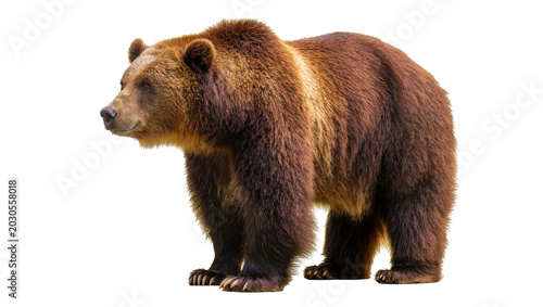 Obraz na płótnie Brown grizzly bear standing profile, isolated on transparent background