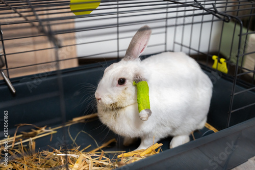 Фотография A white domestic rabbit with a green compression bandage on its ear sits on straw inside a dark gray wire cage